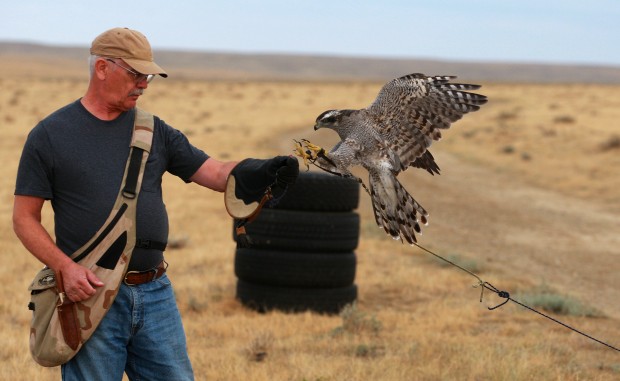 Falconry